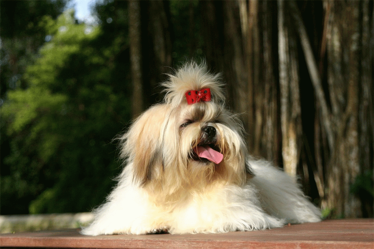 Shih Tzu Skin Problems Issues Allergies Bumps How To Treat