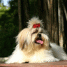 Shih tzu skin problems issues allergies bumps how to treat. 1gif