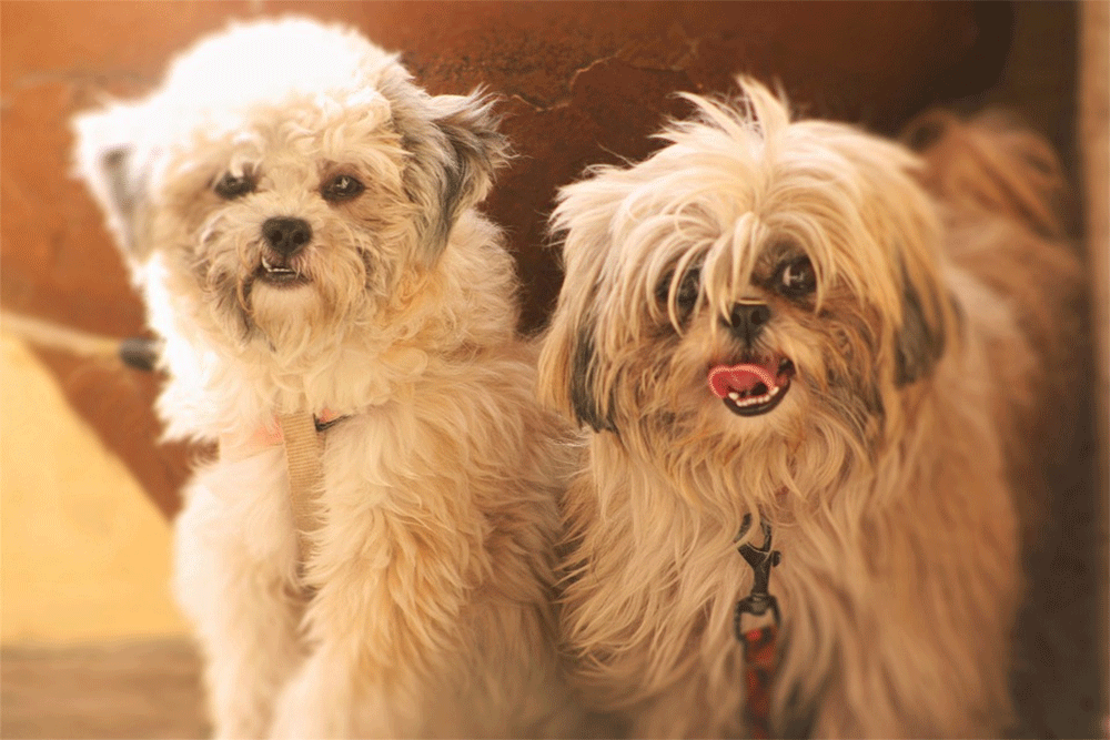 Shih tzu skin problems issues allergies bumps how to treat