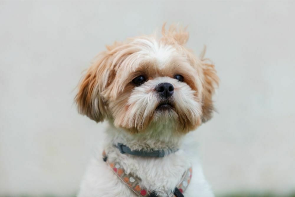 Shih tzu