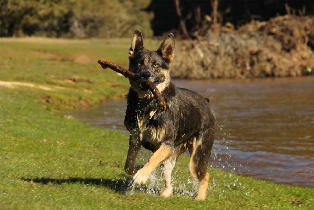 German shepherd with a stick