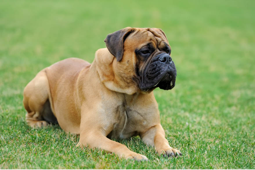 Should i get a mastiff