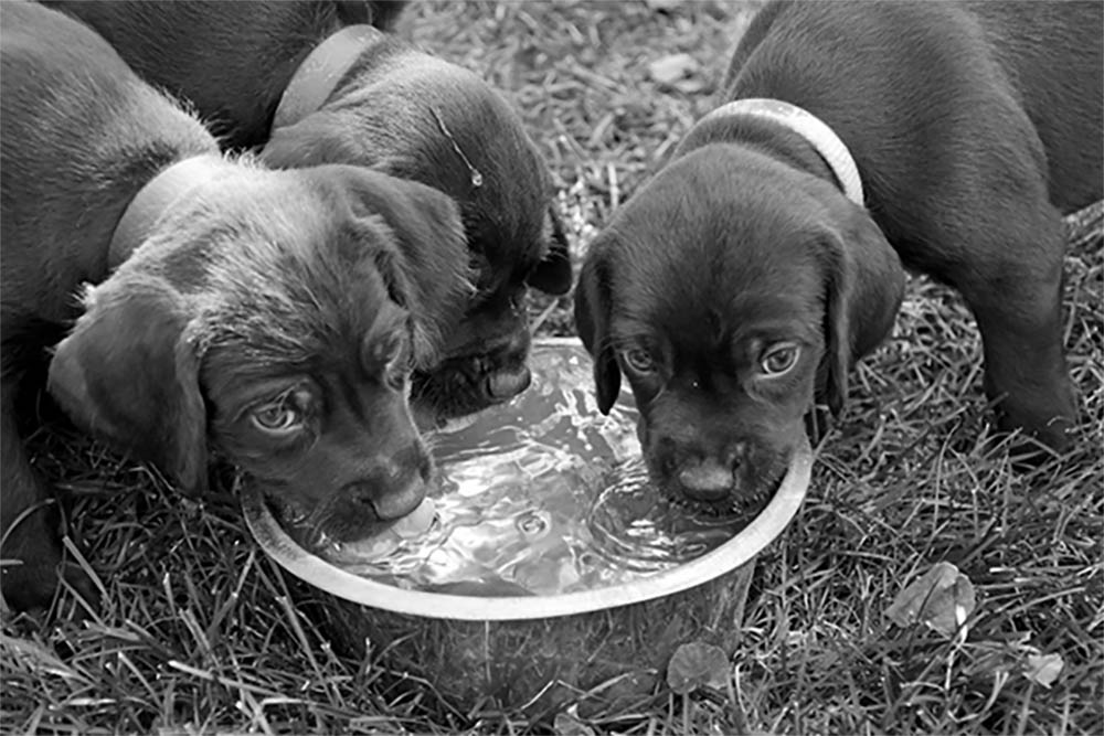 Should you leave water out all day for a puppy