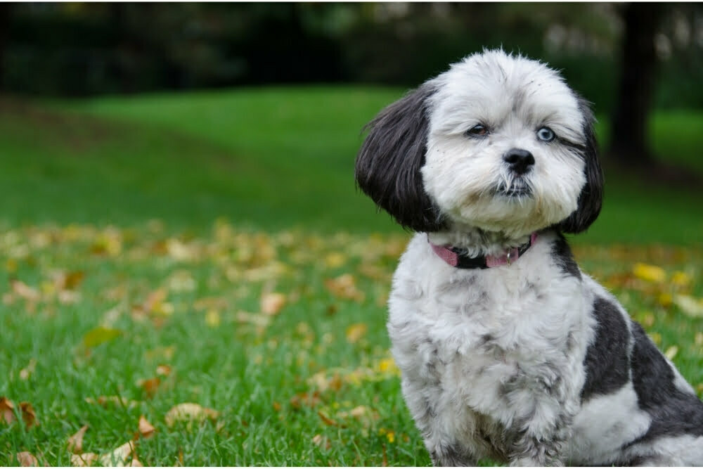 Teddy bear dog