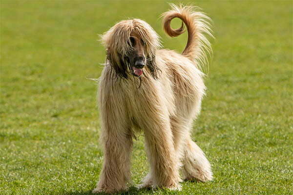 The afghanhound