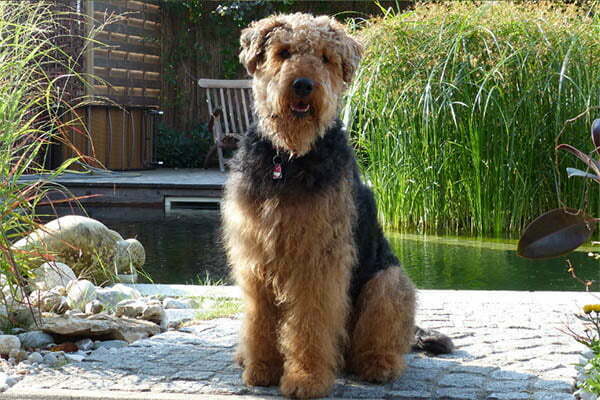 The airedale terrier