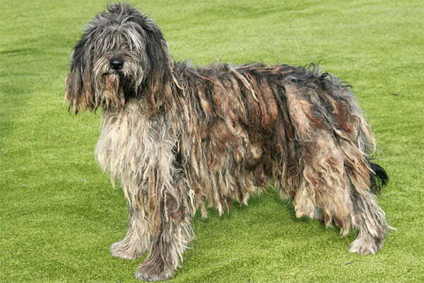 The bergamasco shepherd 