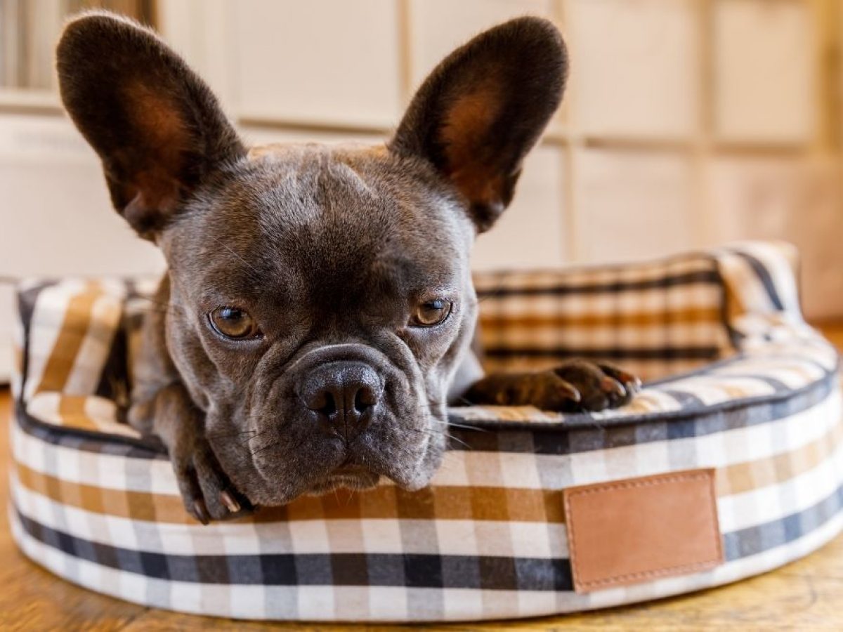pads for dog crates indestructible