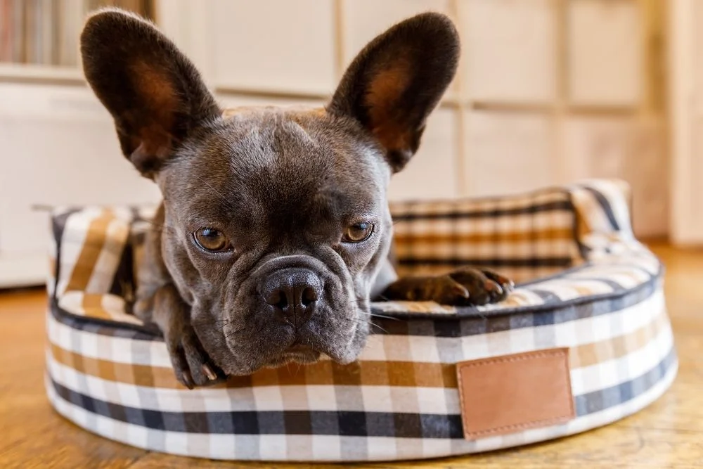 The best indestructible beds or crate pads for determined dogs who wont stop chewing