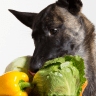 The complete guide can dogs eat cabbage