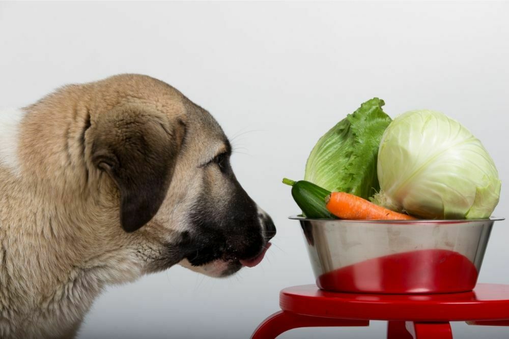 The Complete Guide Can Dogs Eat Cabbage? Is it Safe or Toxic?