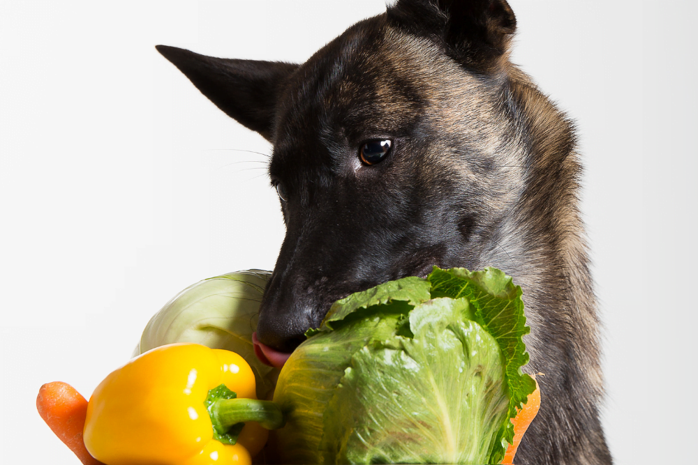 The Complete Guide: Can Dogs Eat Cabbage? Is it Safe or Toxic? - PetDT