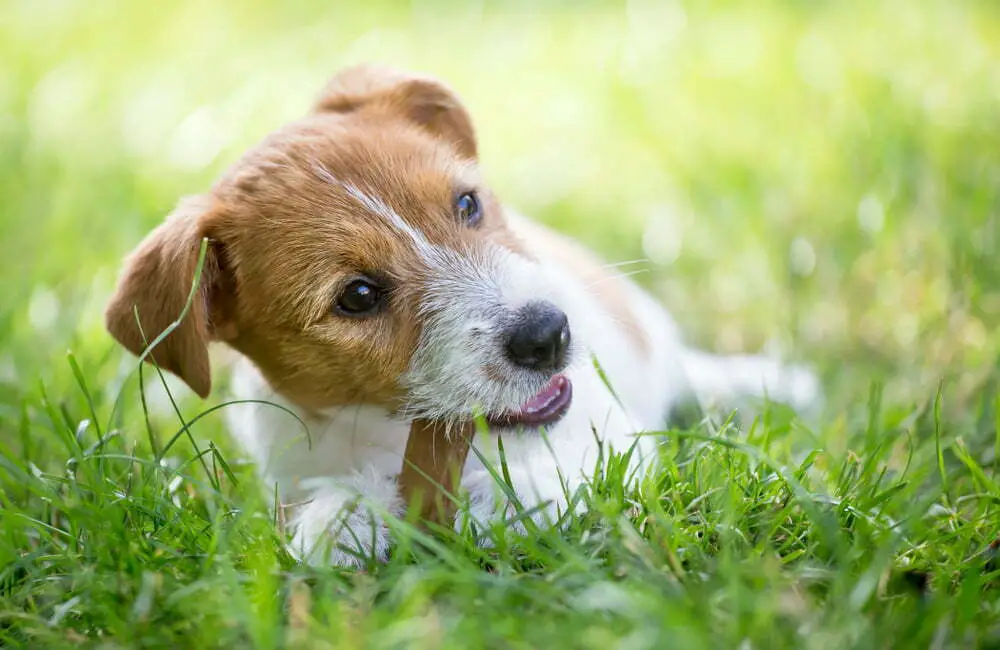 The dos and don’ts of treating your puppy to a bone
