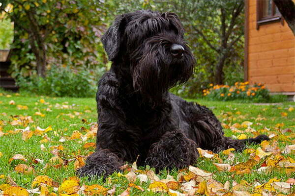 The giant schnauzer 