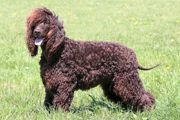 The irish water spaniel 