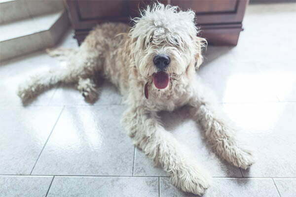 The lagotto romagnolo