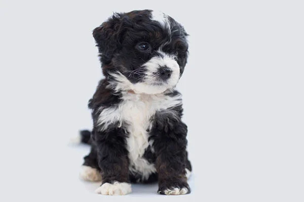 The mini bernedoodle a would-be owner’s guide