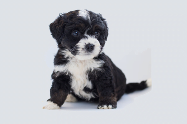 The mini bernedoodle