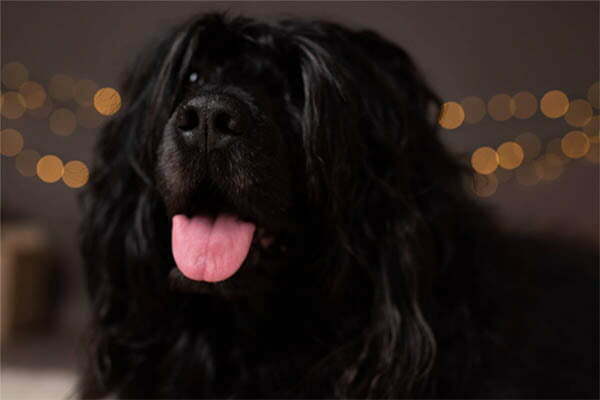 The portuguese water dog 