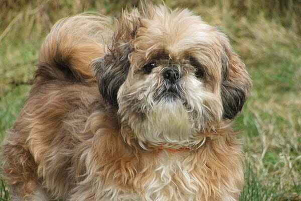 Shih Tzu lying on a wooden deck