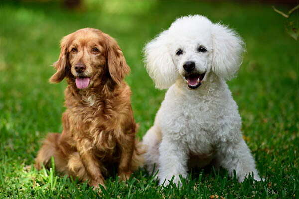 The top 10 big hypoallergenic dogs