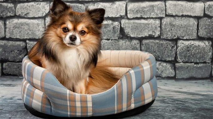 The ultimate guide to the 10 best elevated dog beds