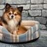 The ultimate guide to the 10 best elevated dog beds