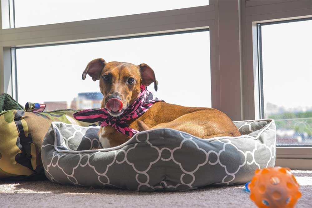 The ultimate guide to the 10 best elevated dog beds. J1pg