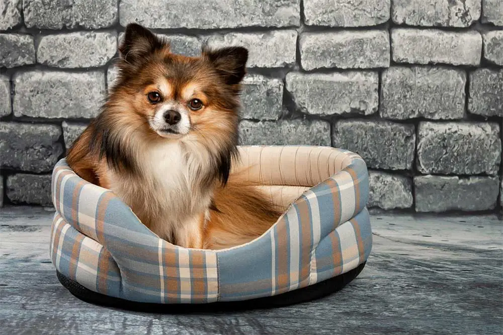 The ultimate guide to the 10 best elevated dog beds