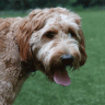 The best doodle rescues for doodle breeds. Gif1