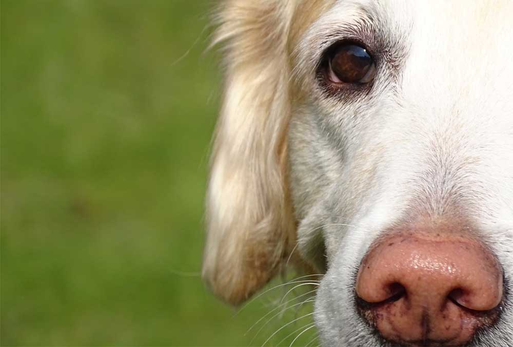 What does a white spot on my dogs nose mean