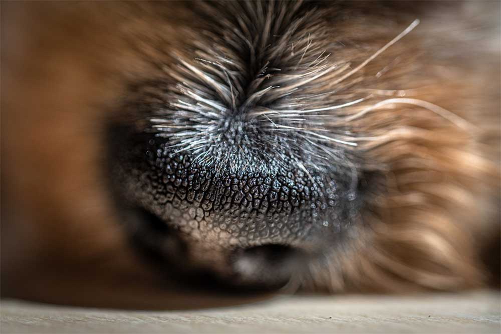 What Does a White Spot on My Dog’s Nose Mean? [7 Reasons] - PetDT