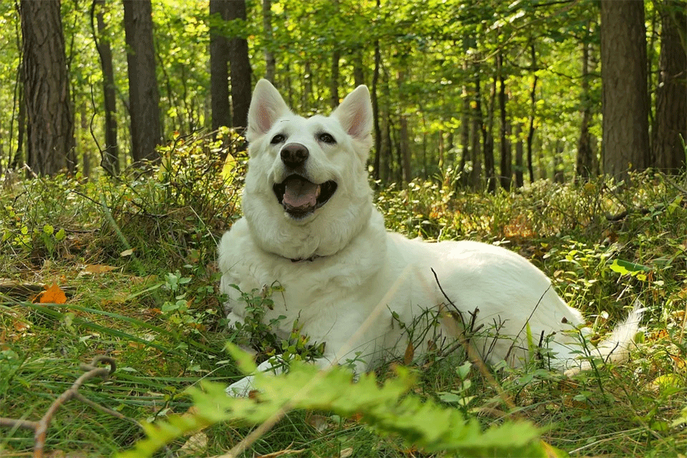 can dogs jump after being spayed