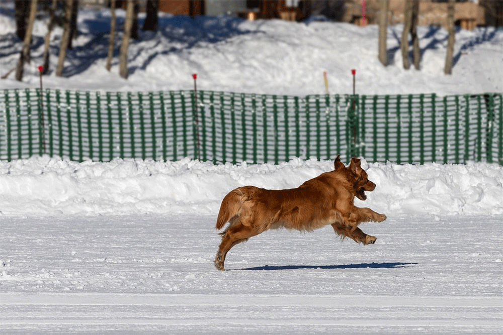 What happens if my dog jumps after being spayed