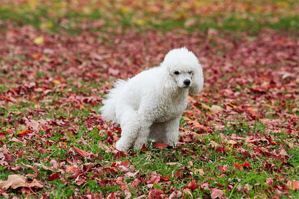 What jelly mucus in dog poop might mean