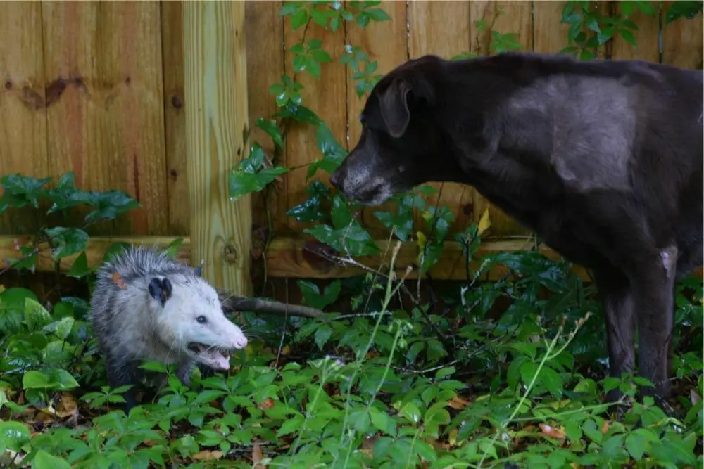 What should i do if my dog killed a possum