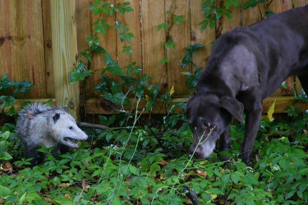 Can A Dog Get A Disease From Killing A Possum