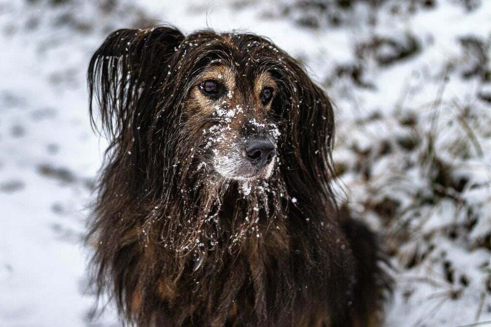 What do i do if my dogs hair is matted2