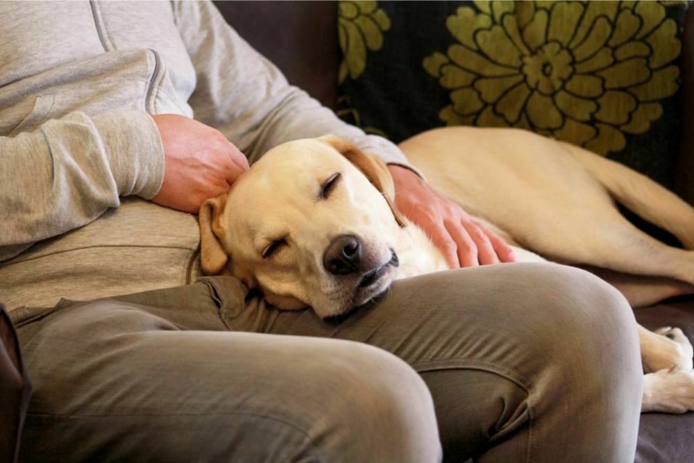 why-do-dogs-put-their-heads-between-your-legs