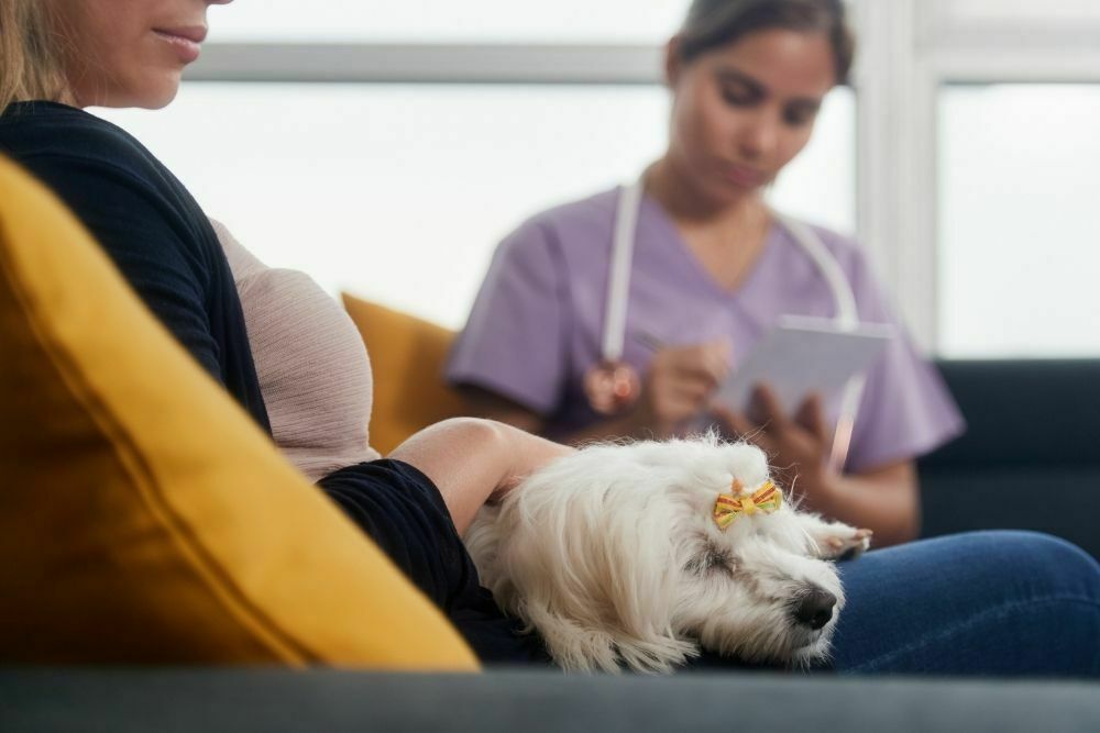 What Does It Mean When A Dog Puts His Head On Your Chest
