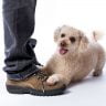 What does it mean when a dog sits on your feet