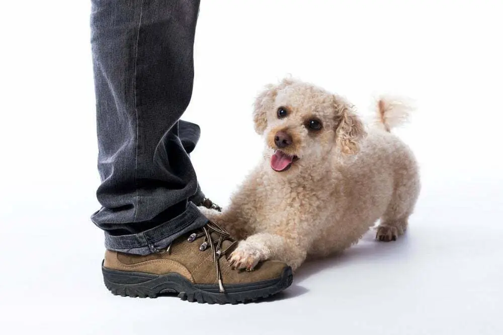 What does it mean when a dog sits on your feet