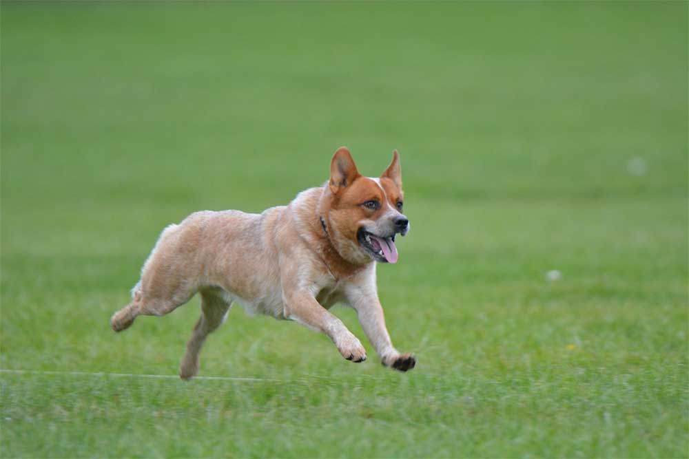 What is a mini heeler dog