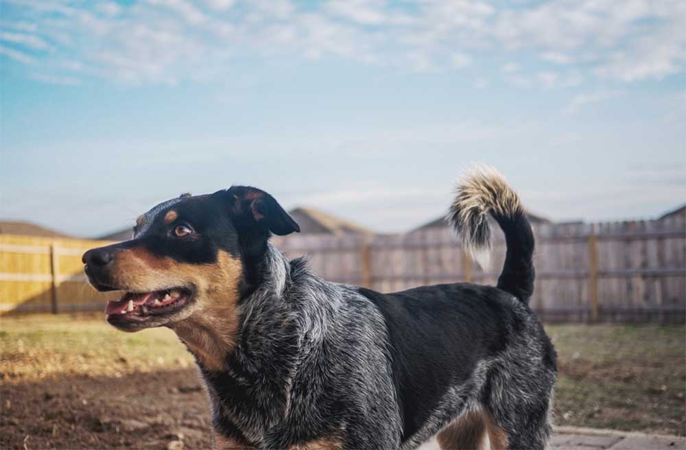 What is a mini heeler dog1