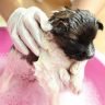 When can you give your puppy their first bath