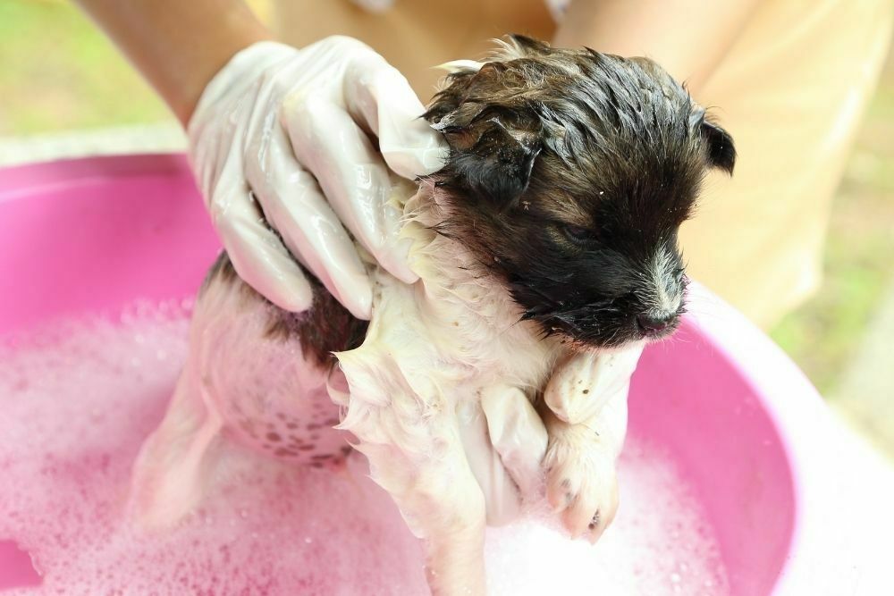 A dog getting a bath