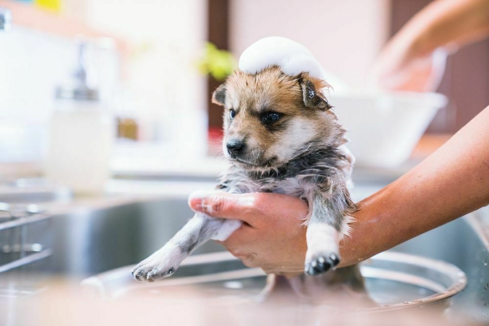 A dog getting a bath