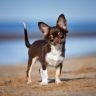 When do chiahuahuas puppies ears begin to stand up