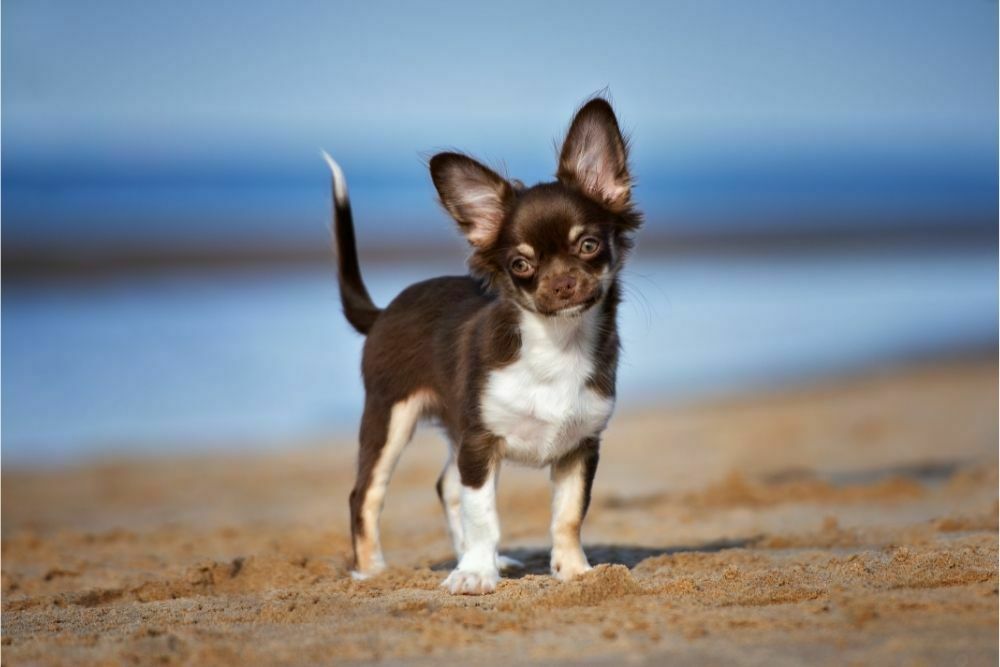 When do chiahuahuas puppies ears begin to stand up