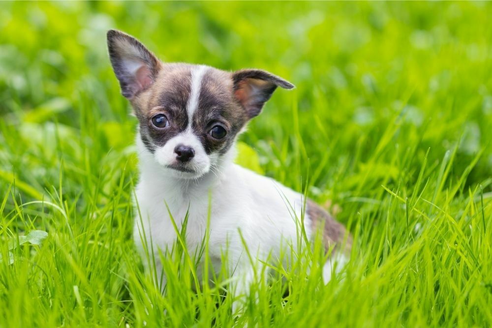 When do chiahuahuas puppies ears begin to stand up2